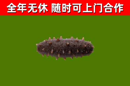 乐昌烟酒回收干海参.jpg